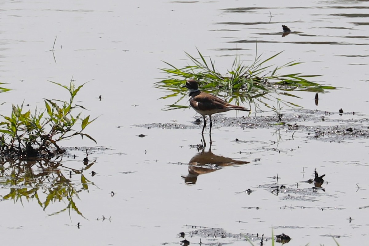 Killdeer - ML638950122