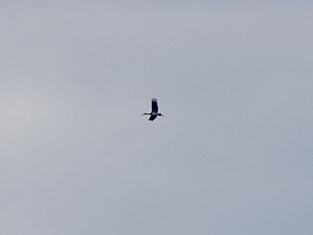 svartstork - ML638950126
