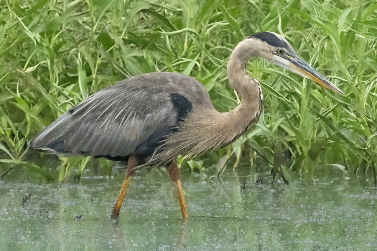 Great Blue Heron - ML638950129