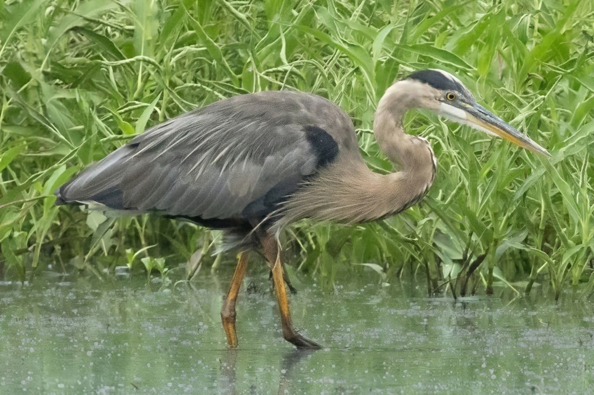 Great Blue Heron - ML638950130