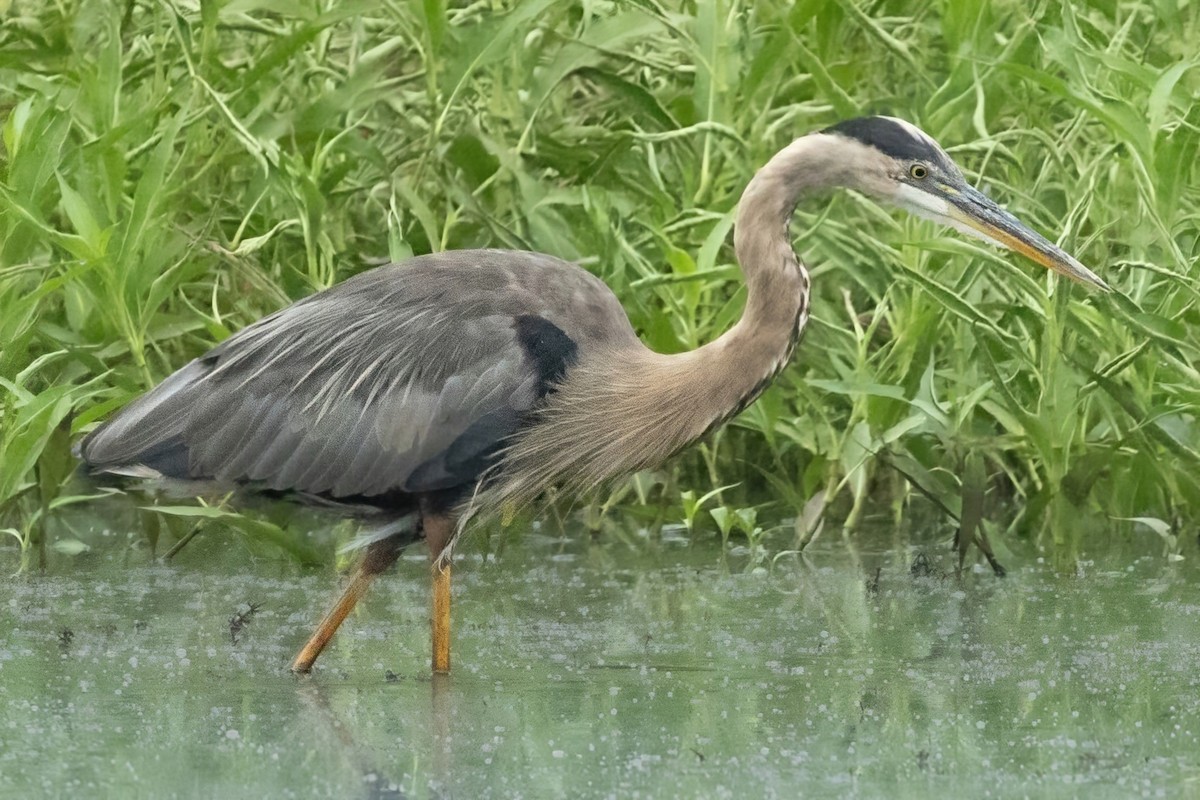 Great Blue Heron - ML638950131