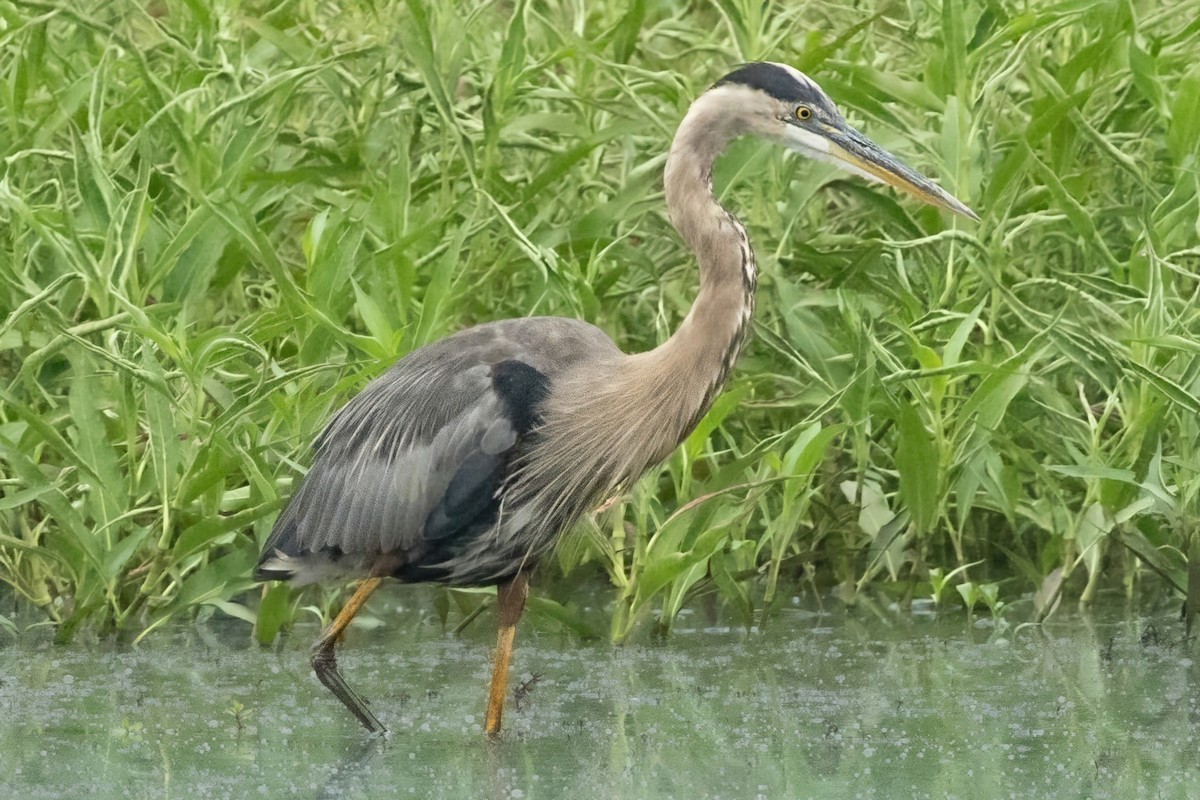 Great Blue Heron - ML638950132