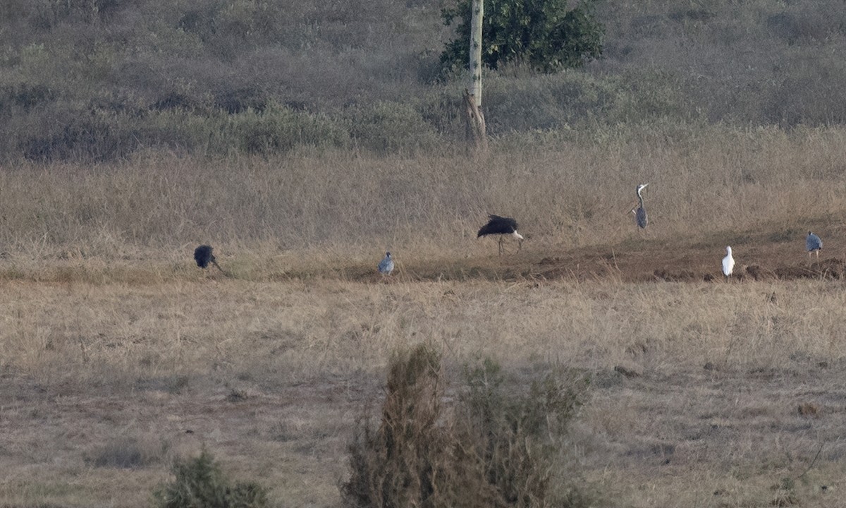African Woolly-necked Stork - ML638950140