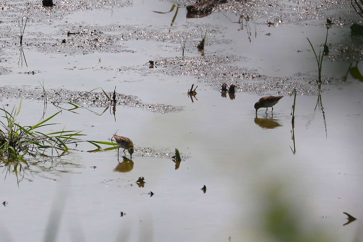 Least Sandpiper - ML638950147
