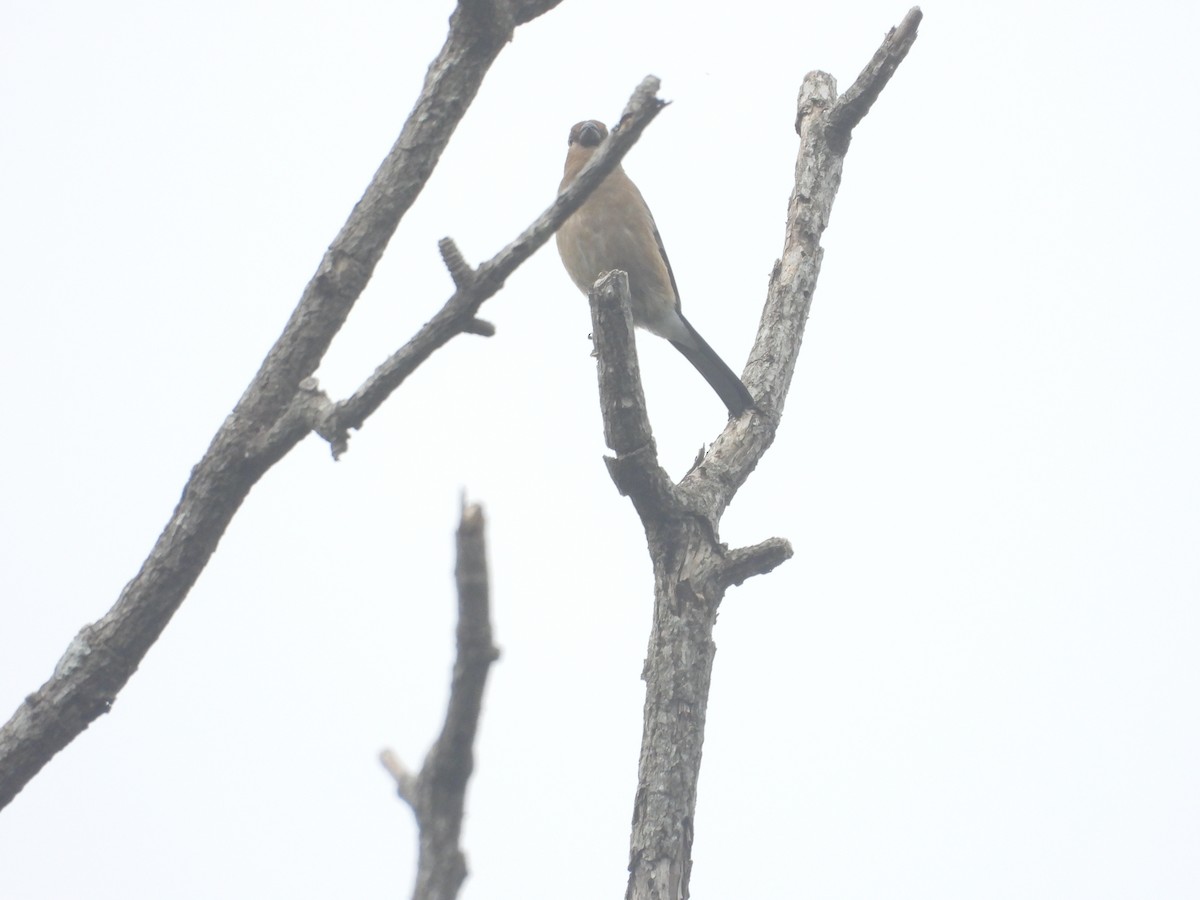 hýl obecný - ML638950171