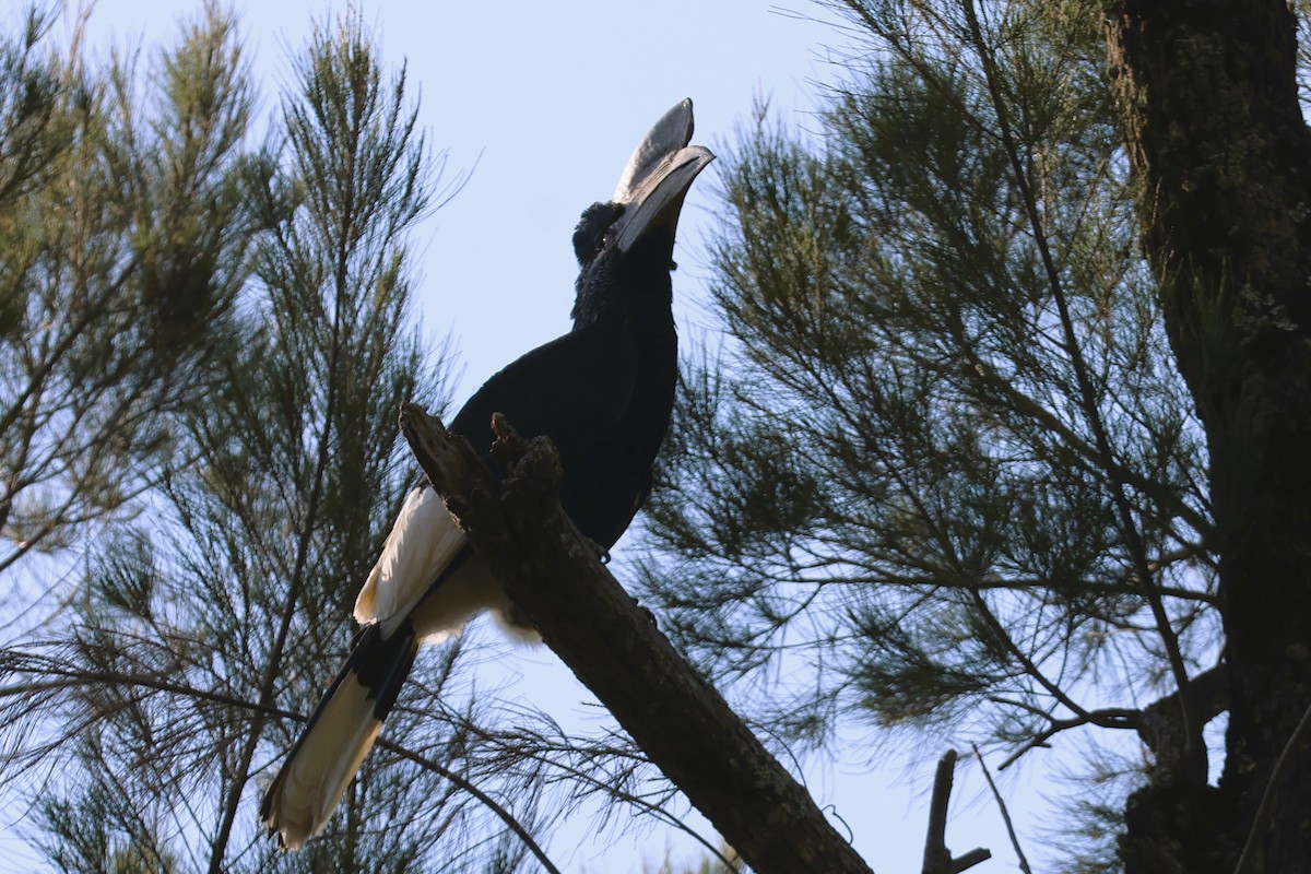 Black-and-white-casqued Hornbill - ML638950191