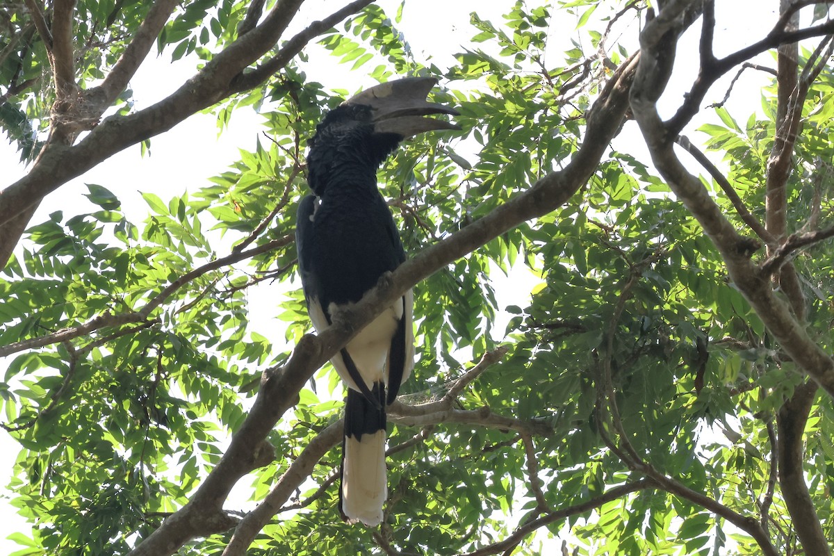 Black-and-white-casqued Hornbill - ML638950192