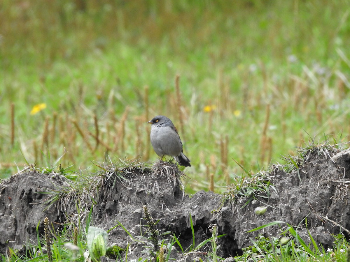 Yellow-eyed Junco - ML638950197