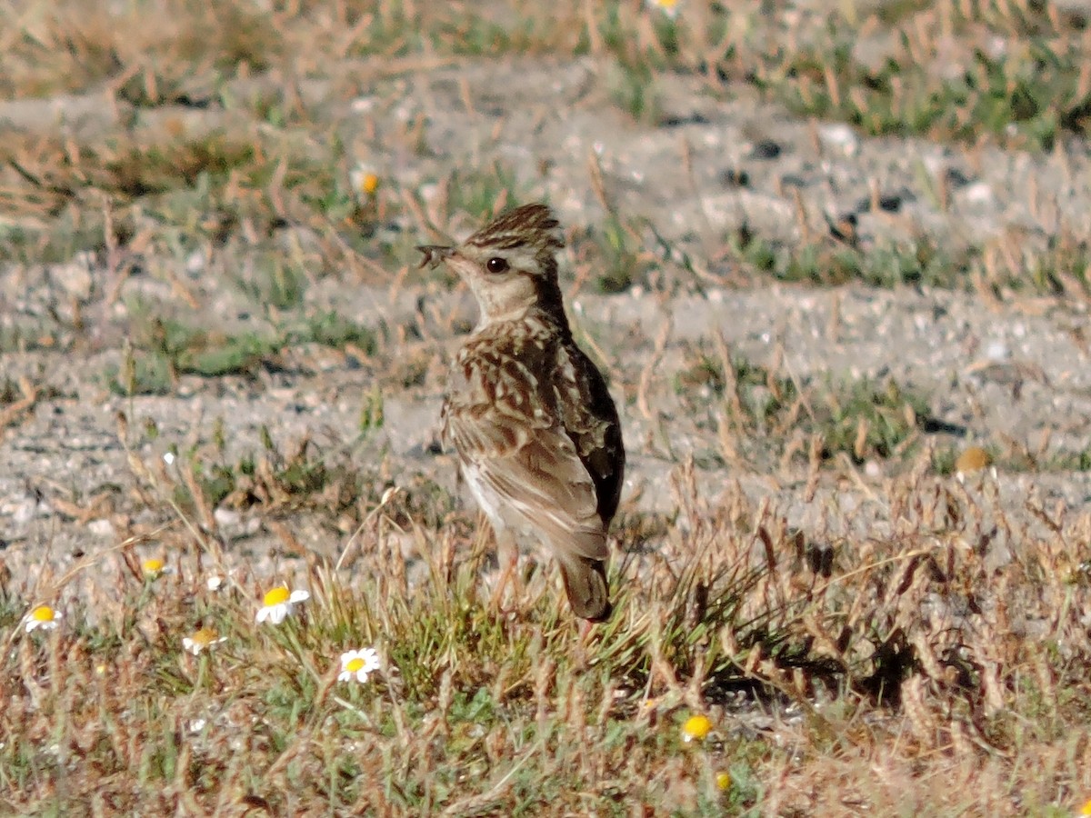 Wood Lark - ML638950202