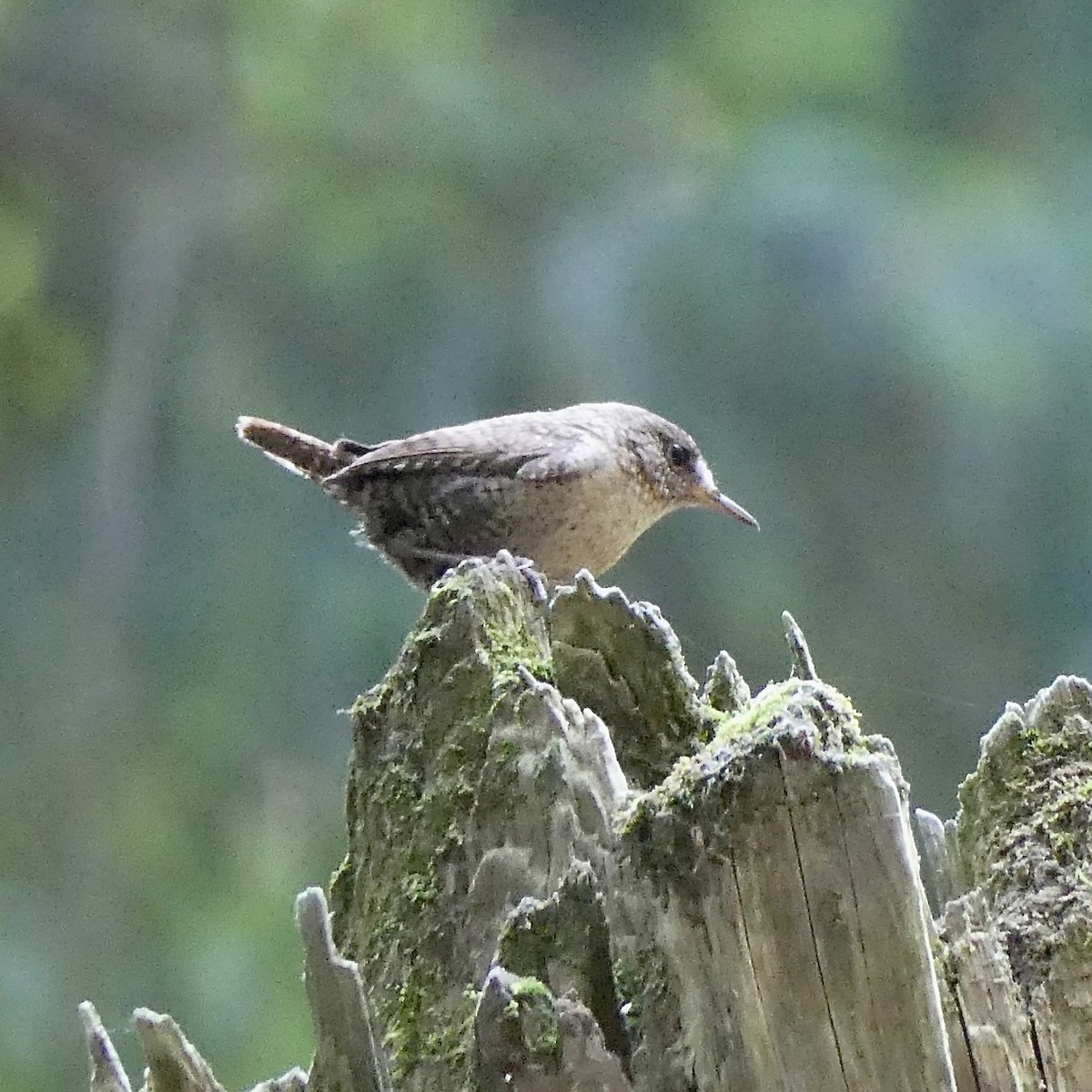 Winter Wren - ML638950204