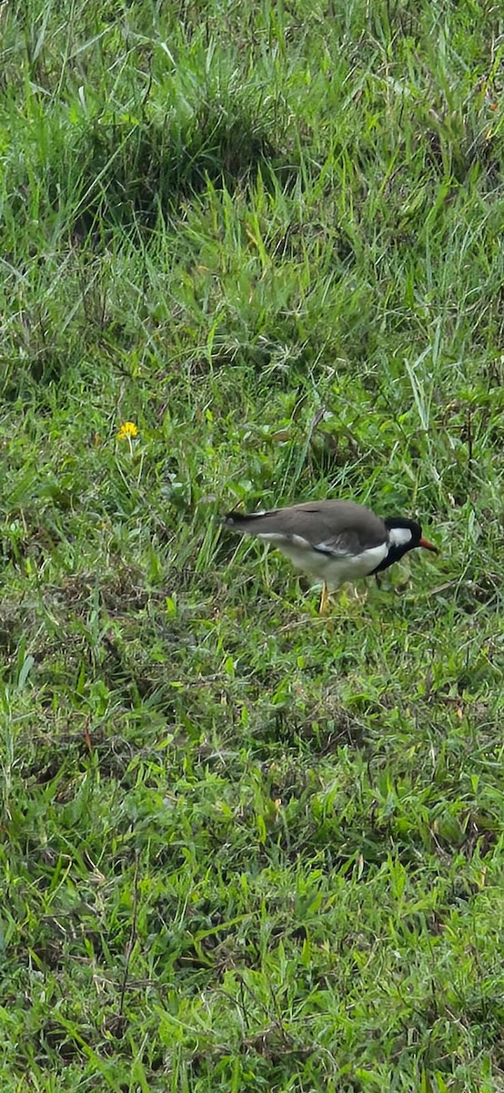Red-wattled Lapwing - ML638950223