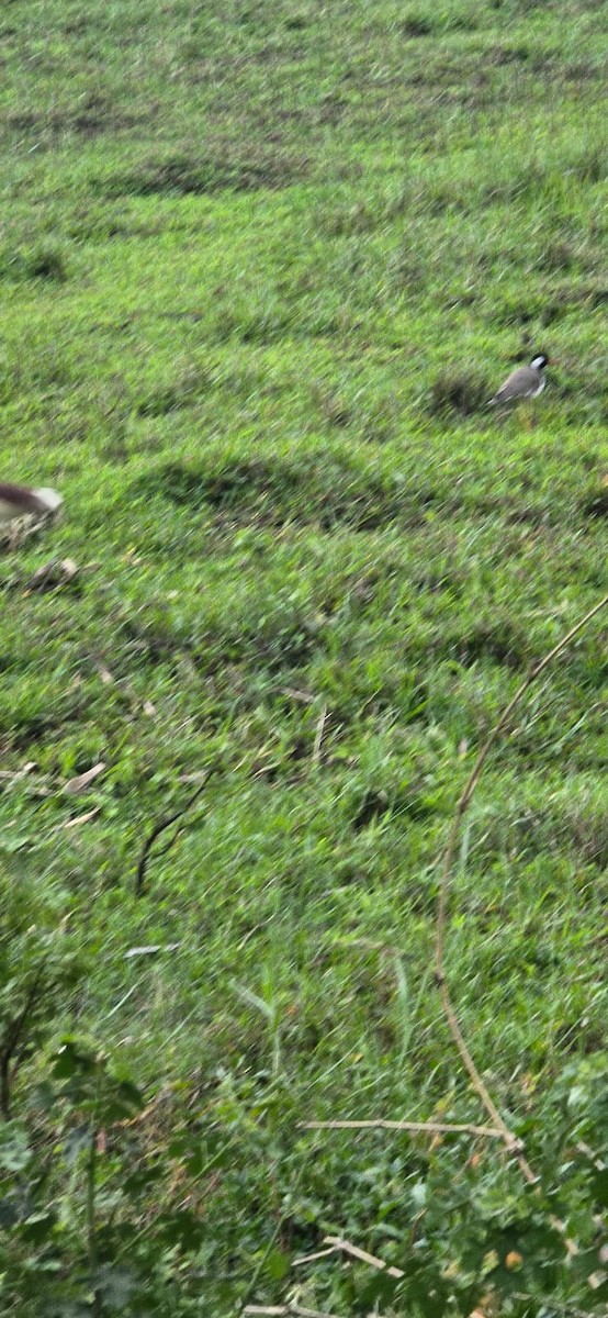 Red-wattled Lapwing - ML638950225