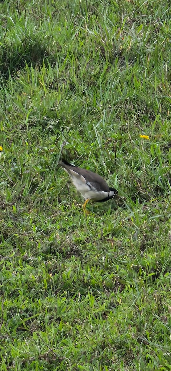 Red-wattled Lapwing - ML638950228