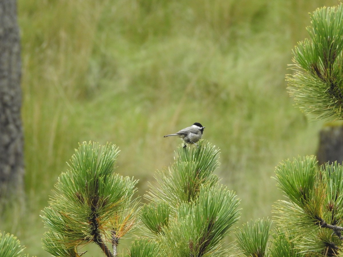 Mexican Chickadee - ML638950233