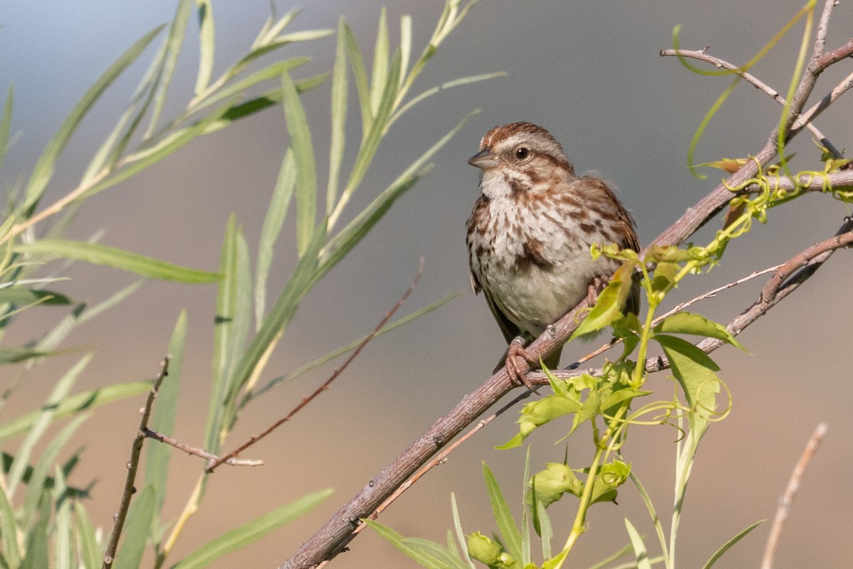 Song Sparrow - ML638950236