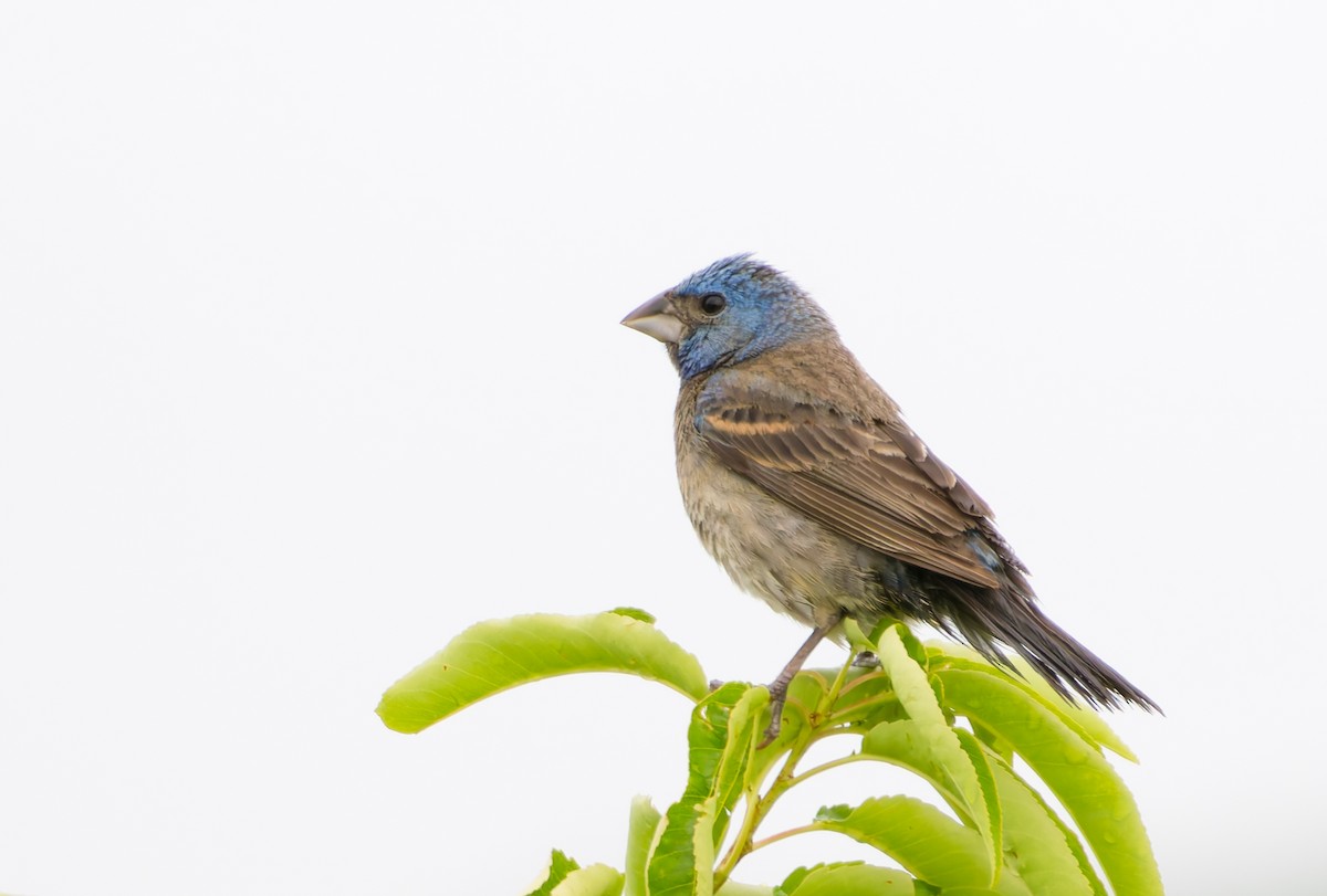 Blue Grosbeak - ML638950240
