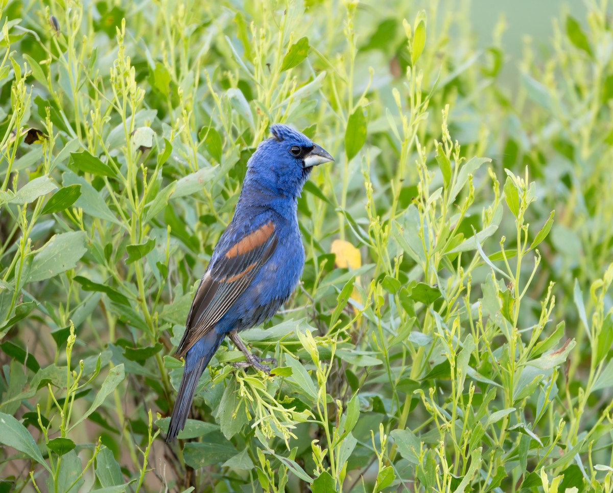 Blue Grosbeak - ML638950241