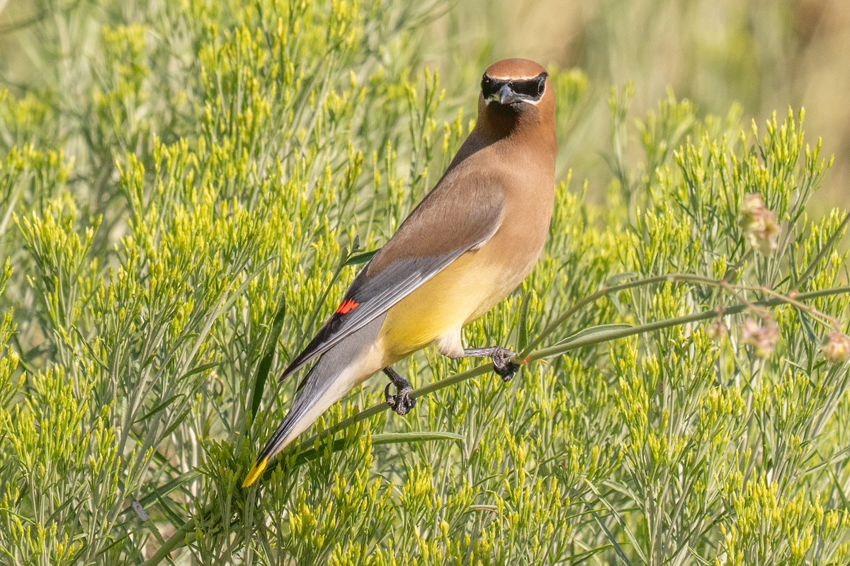 Cedar Waxwing - ML638950247