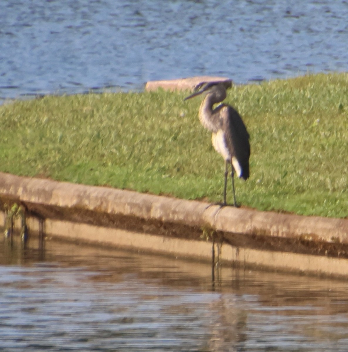 Great Blue Heron - ML638950262
