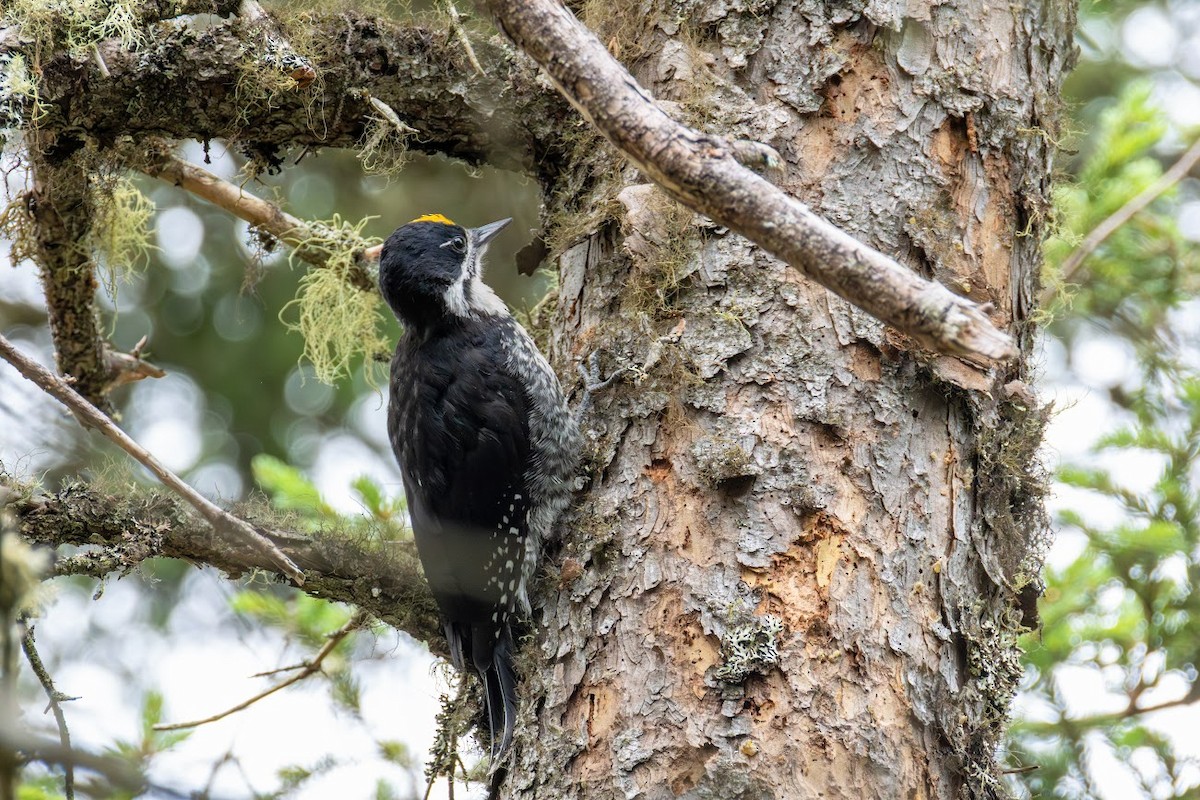 Black-backed Woodpecker - ML638950268