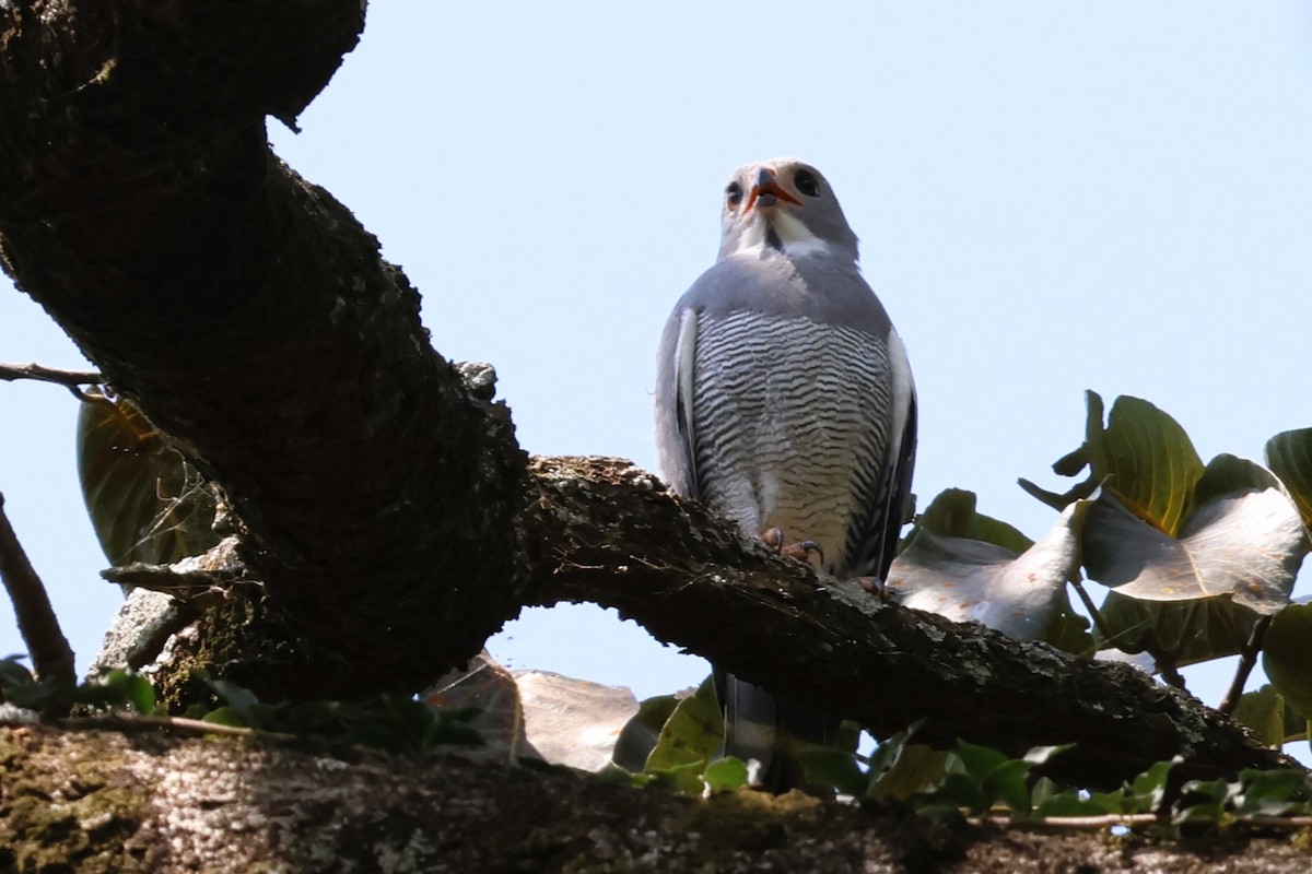 Lizard Buzzard - ML638950281
