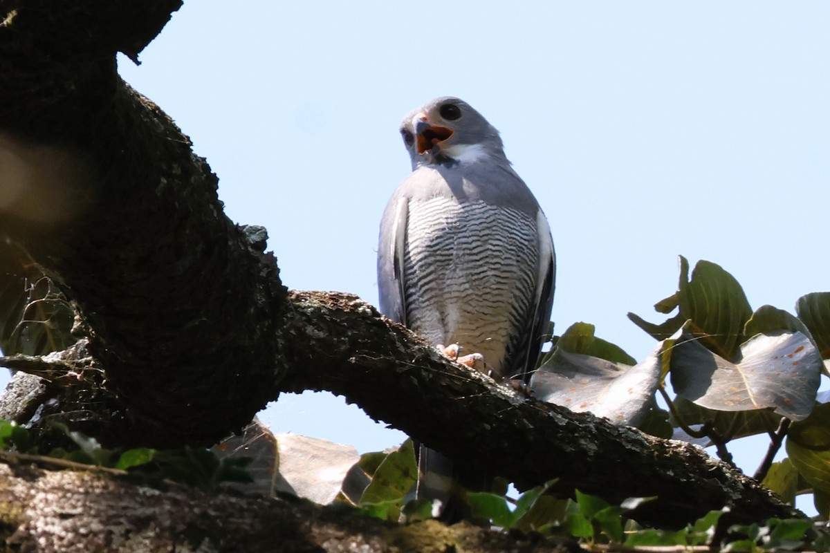 Lizard Buzzard - ML638950282