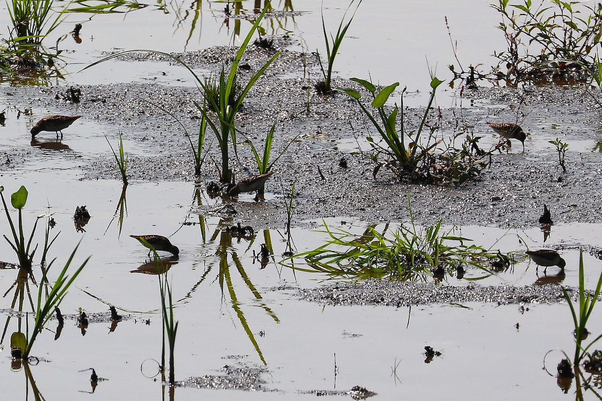 Least Sandpiper - ML638950307