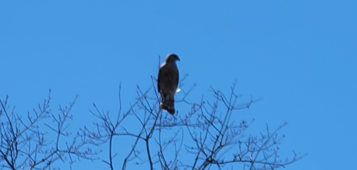 Red-shouldered Hawk - ML638950310
