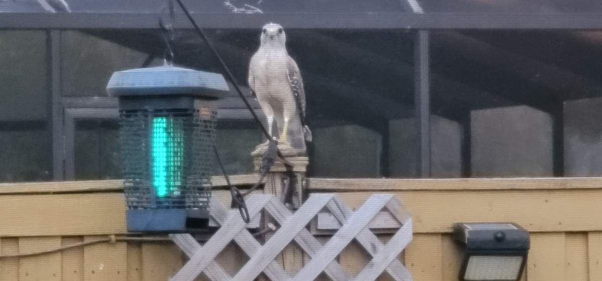 Red-shouldered Hawk - ML638950312