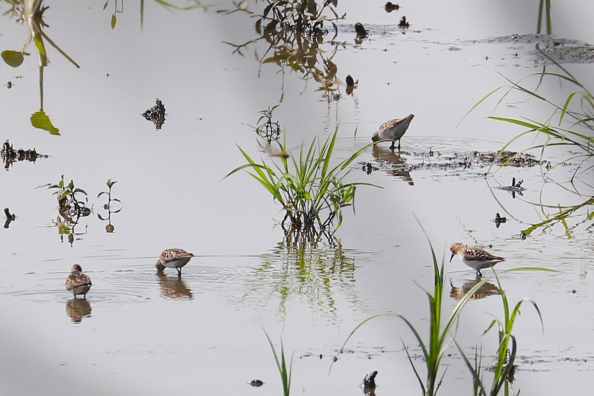 Least Sandpiper - ML638950320