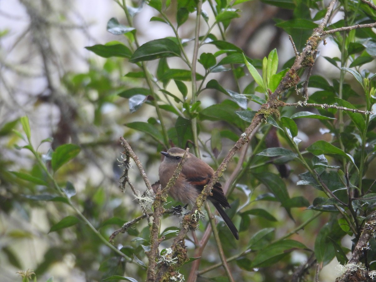 Brown-backed Chat-Tyrant - ML638950324