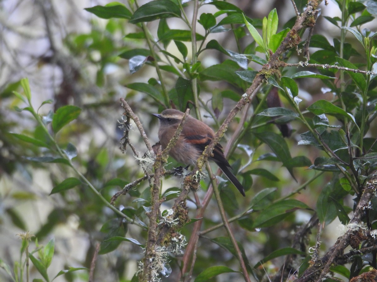 Brown-backed Chat-Tyrant - ML638950325