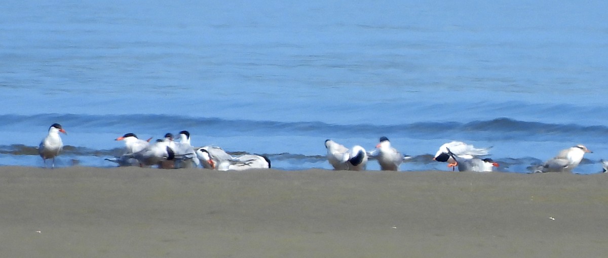 Common Tern - ML638950329