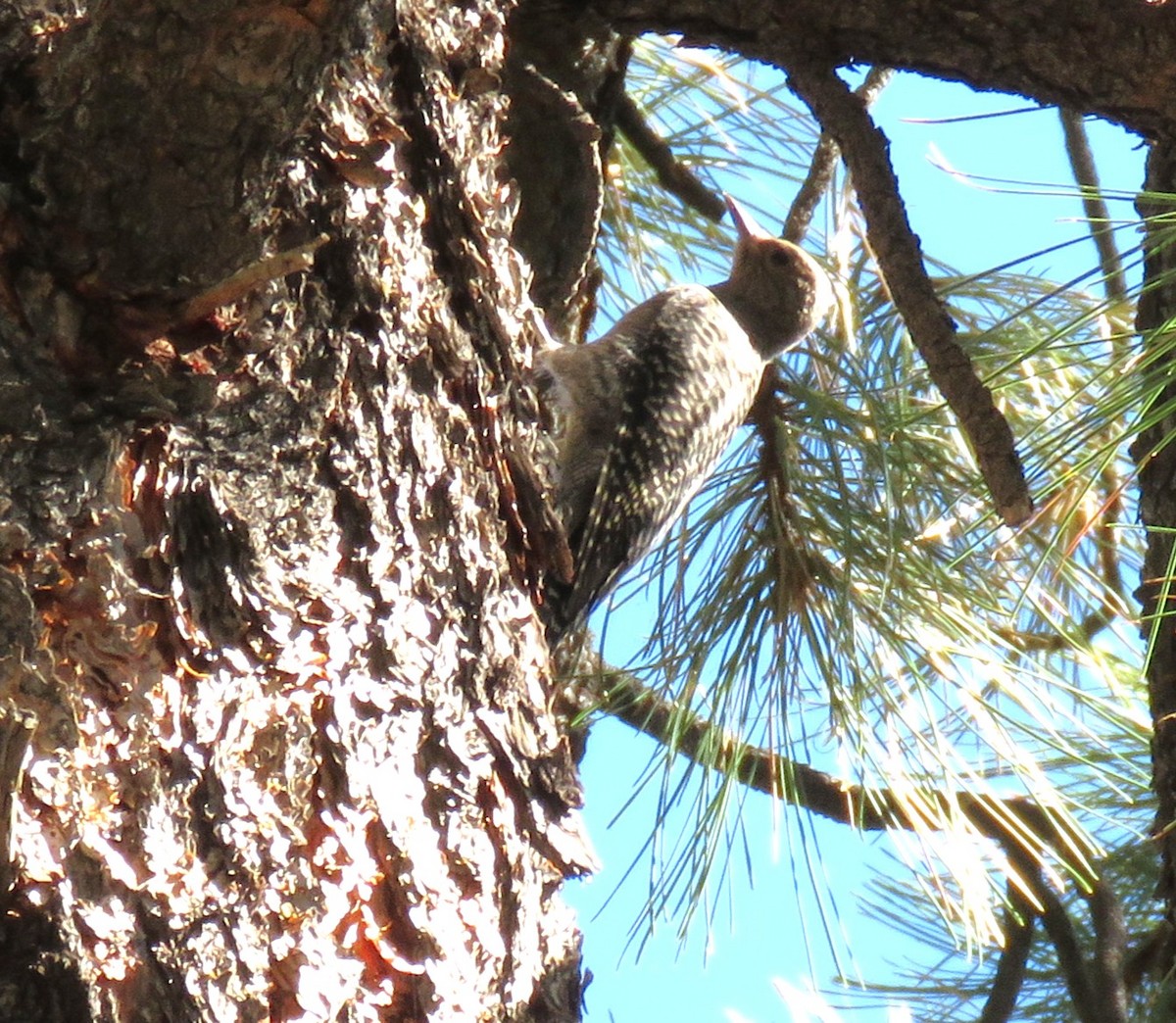 Williamson's Sapsucker - ML638950342