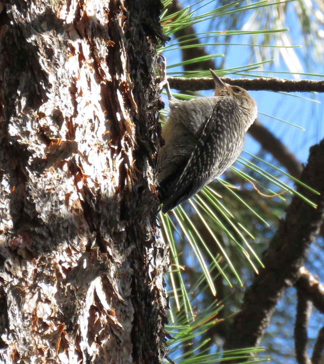 Williamson's Sapsucker - ML638950343