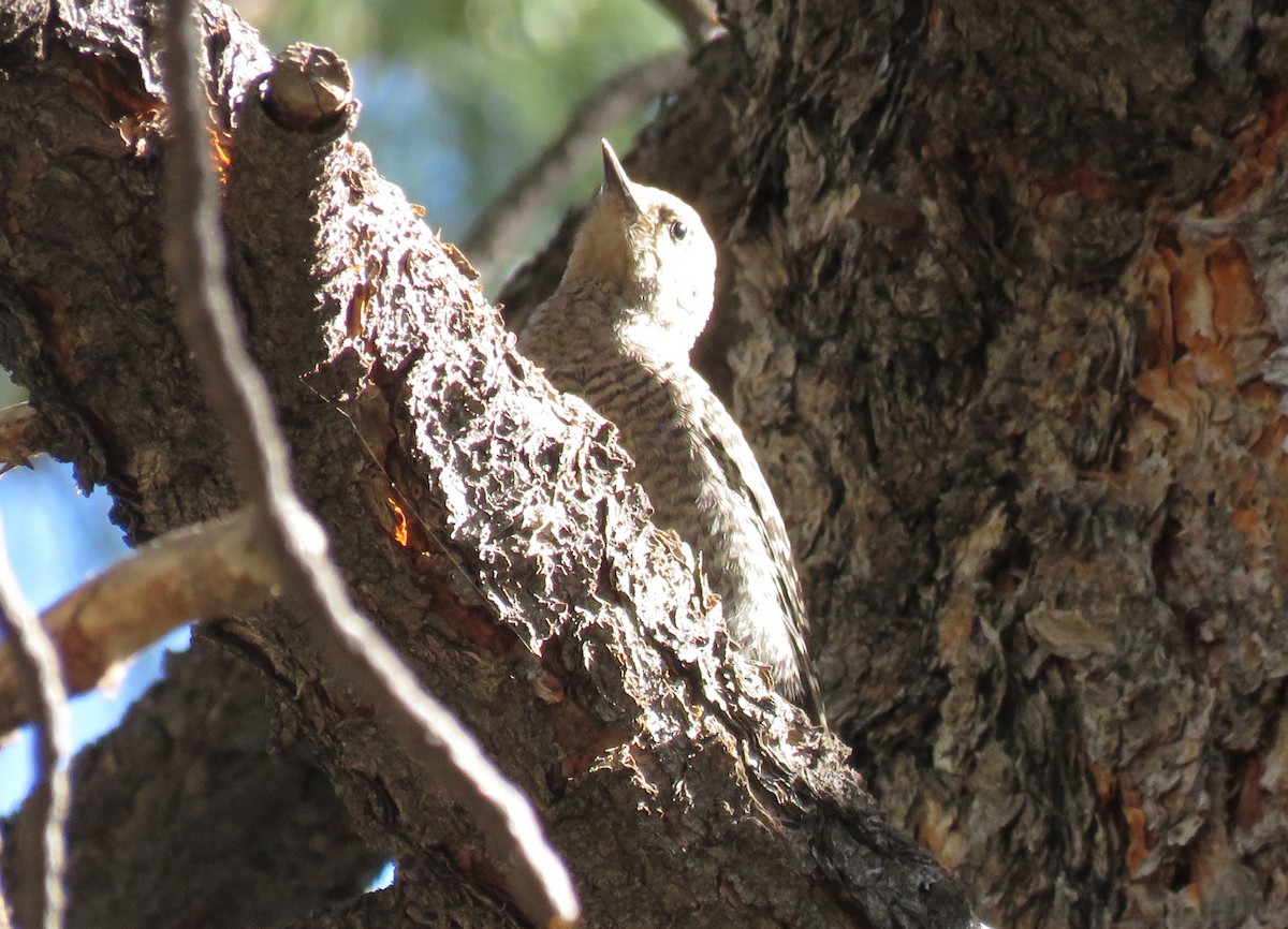 Williamson's Sapsucker - ML638950344