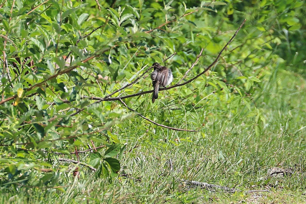 Eastern Phoebe - ML638950365