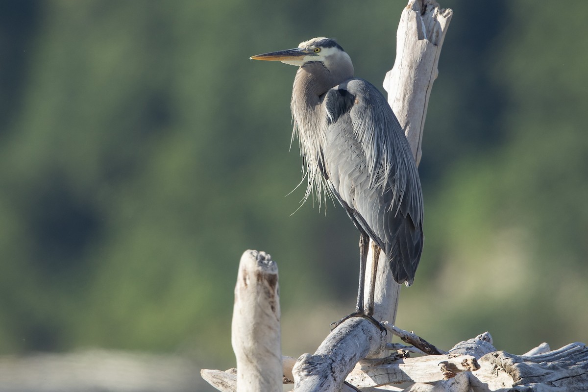 Great Blue Heron - ML638950366