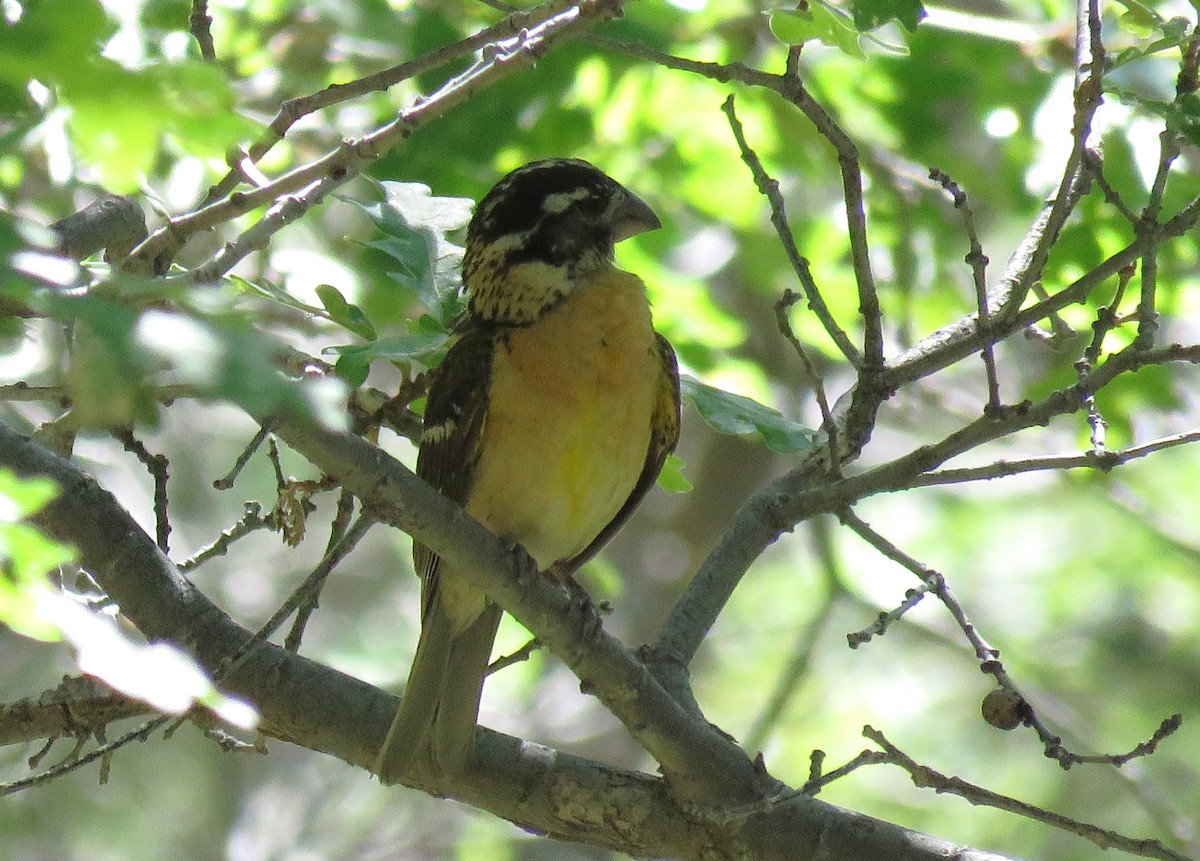 Black-headed Grosbeak - ML638950376