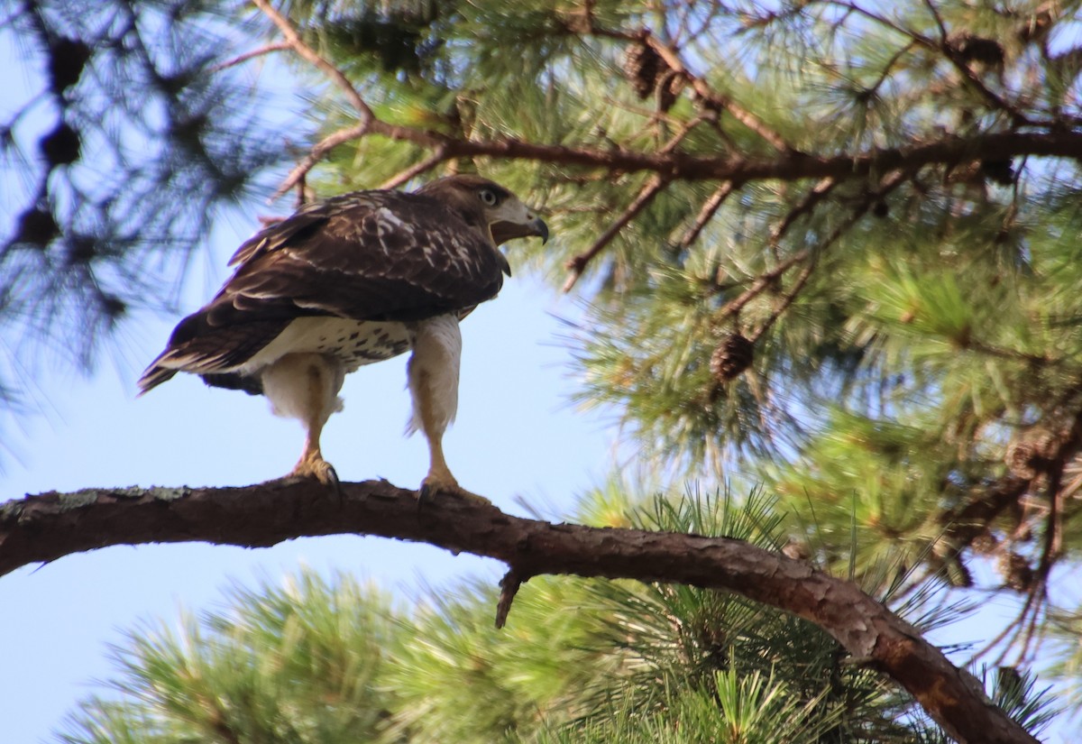 Red-tailed Hawk - ML638950379