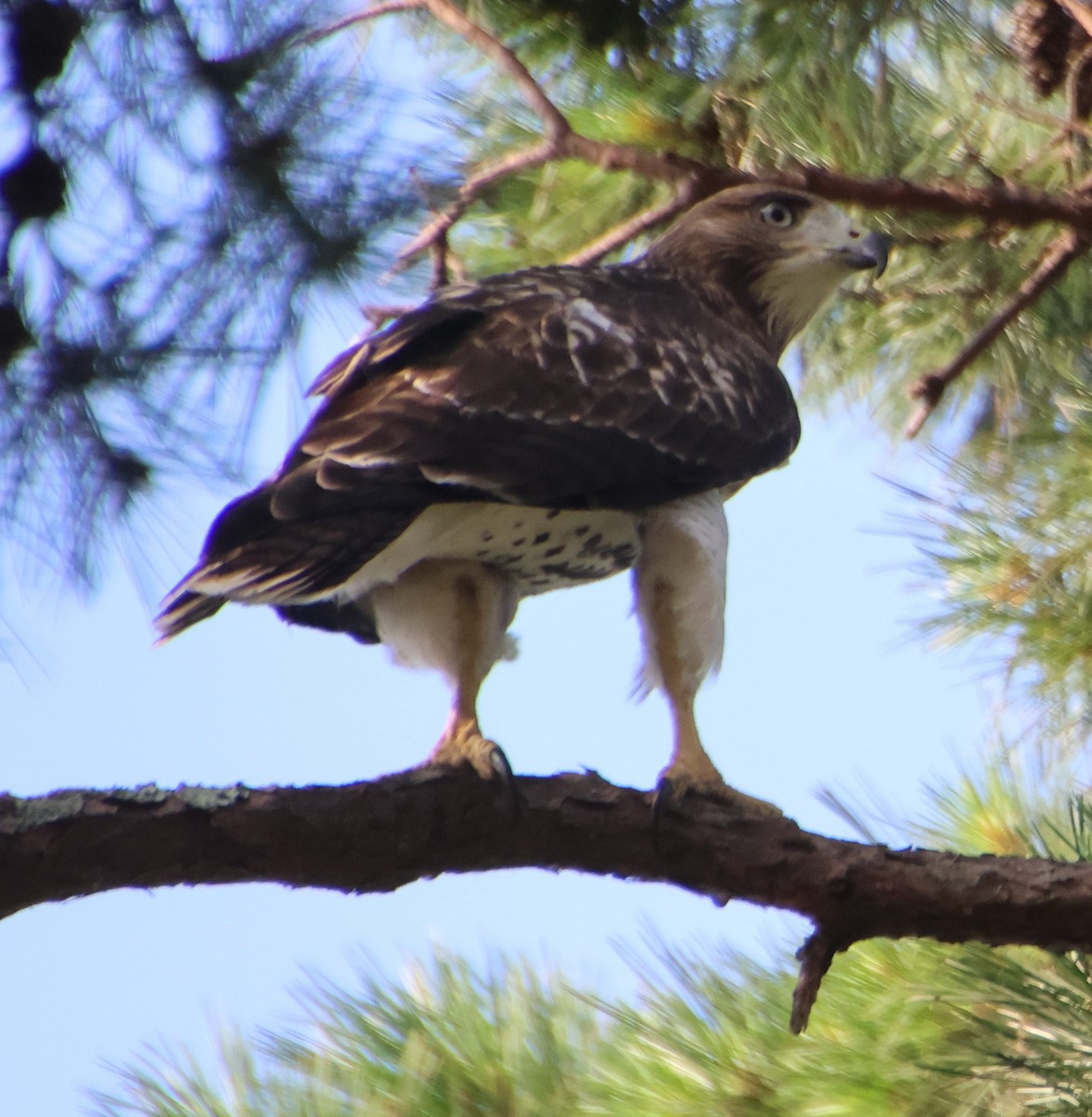 Red-tailed Hawk - ML638950380