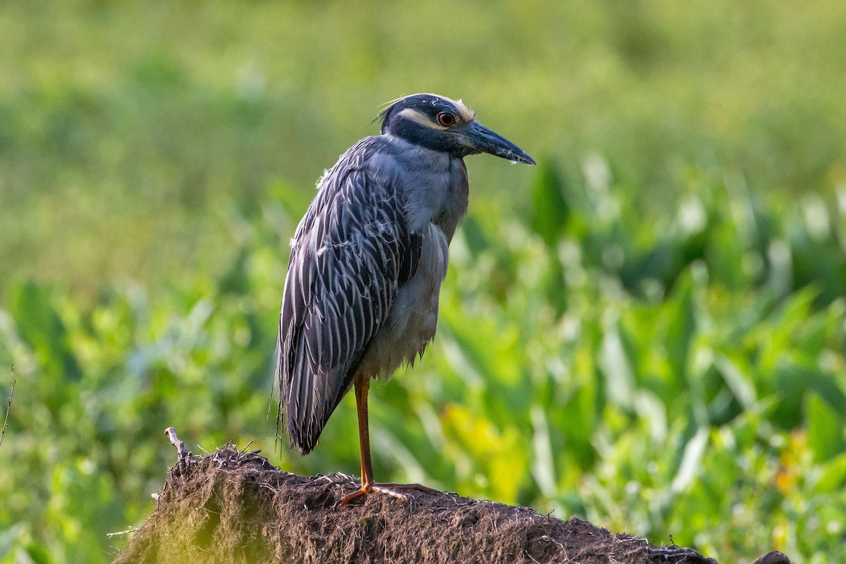 Yellow-crowned Night Heron - ML638950389
