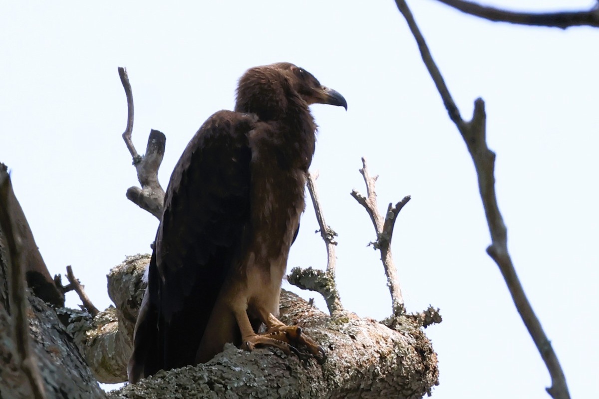 Palm-nut Vulture - ML638950391