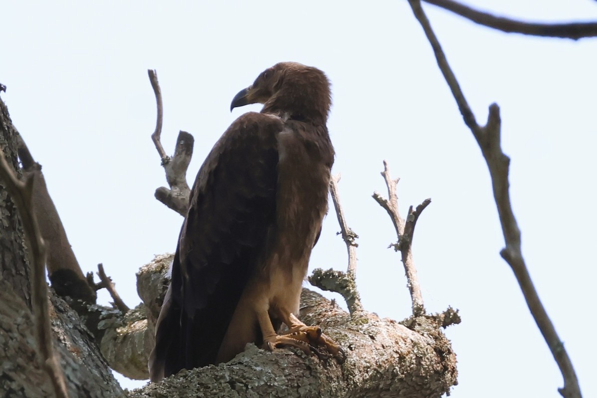 Palm-nut Vulture - ML638950392