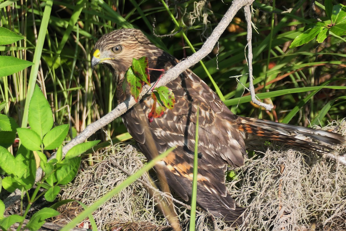 Red-shouldered Hawk - ML638950405
