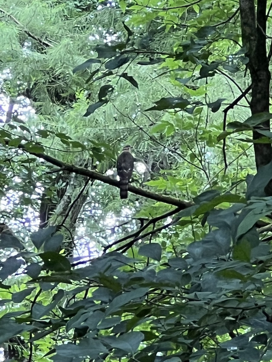Cooper's Hawk - ML638950428