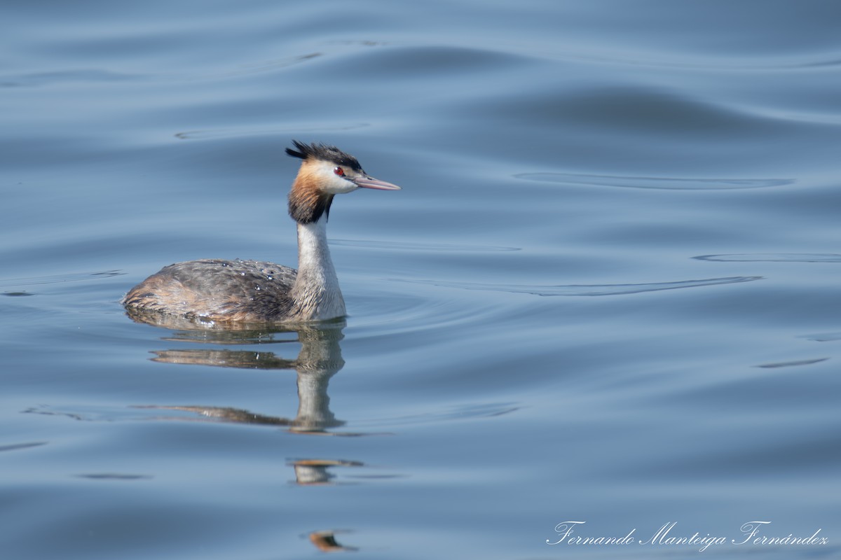 Great Crested Grebe - ML638950441