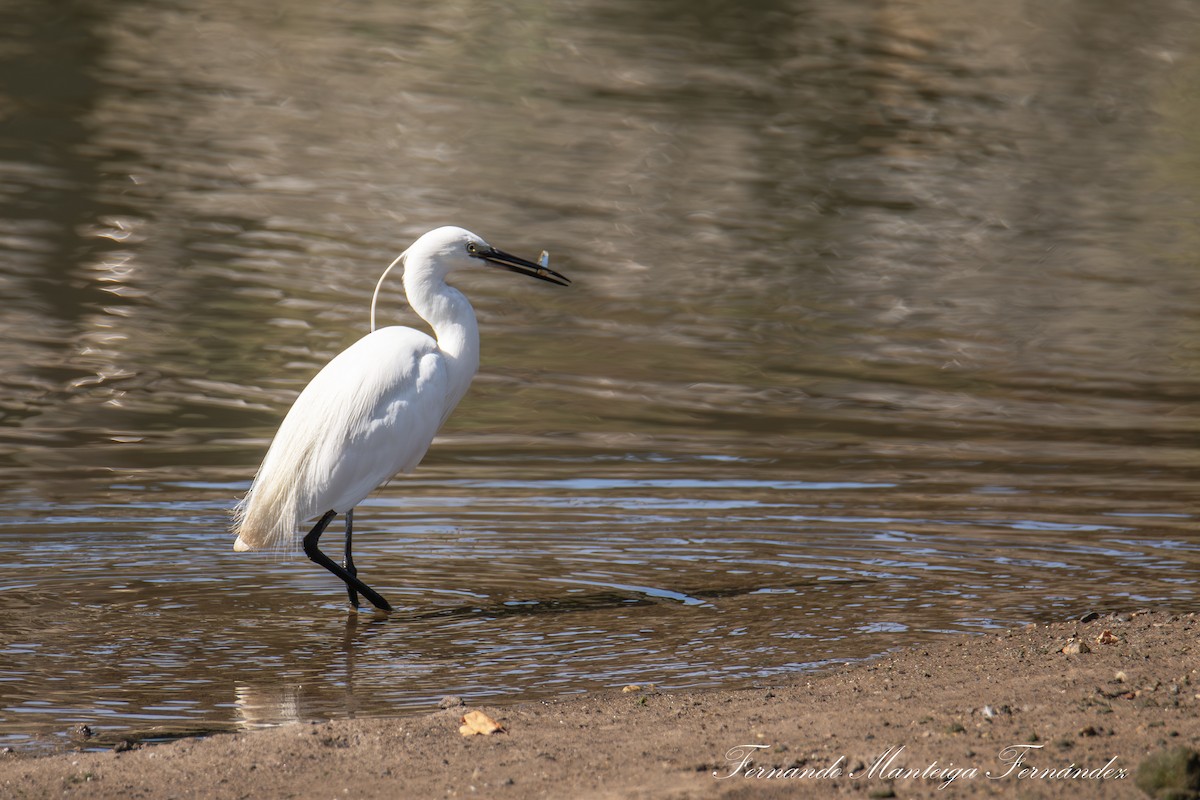 Little Egret - ML638950442