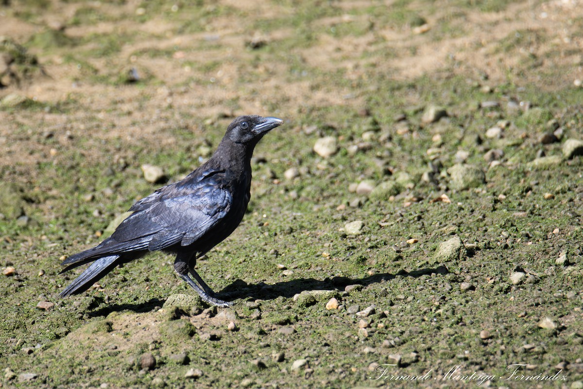 Carrion Crow - ML638950444