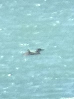 Yellow-billed Loon - ML638950446